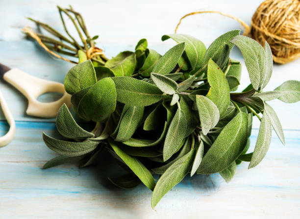 istock Sage plant brunch on a wooden table 1060877060