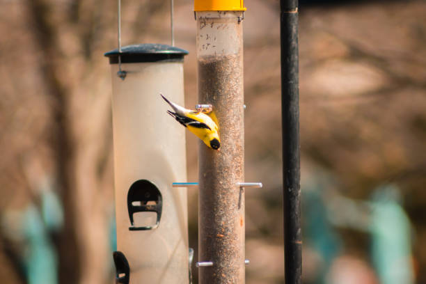 Gold finch eating from a seed feeder upside down stock photo