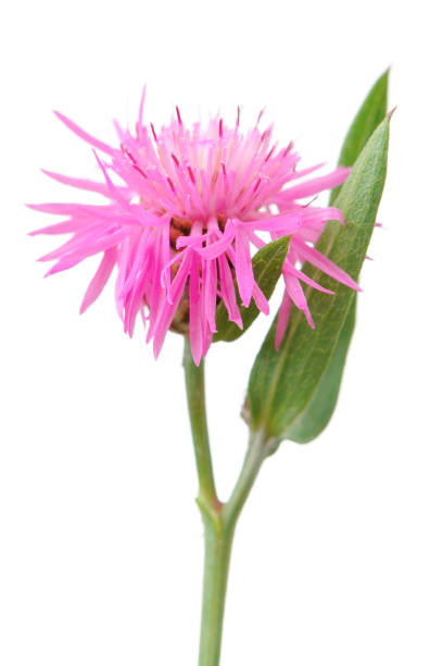 istock Centaurea Jacea (Brown Knapweed) Flower Isolated on White Background 1060877594