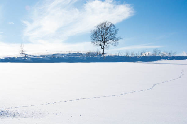 istock Winter grove standing on the snowy field Biei 1060879778