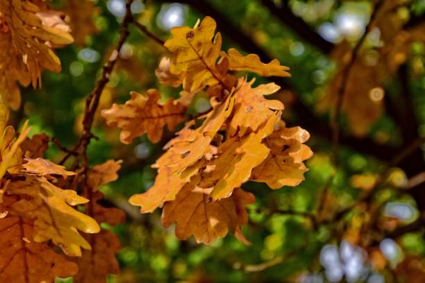 istock autumn oak leaves 1060880014