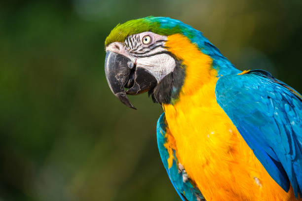 istock Portrait of a Blue-and-Gold macaw. 1060880138