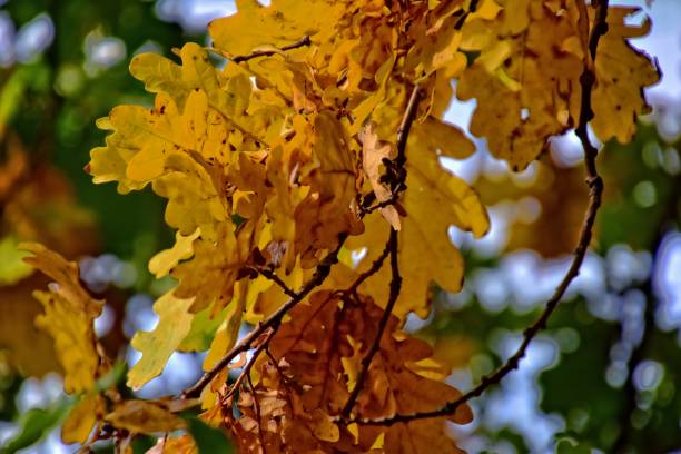 istock autumn oak leaves 1060880218
