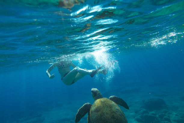 istock Snorkeling with sea turtle 1060880232