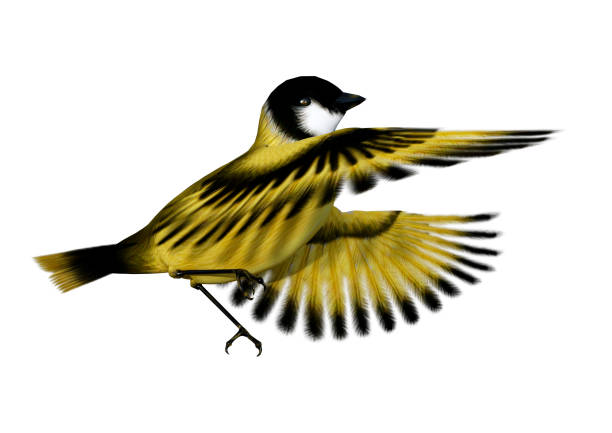 istock 3D illustration songbird goldfinch on white 1060881402