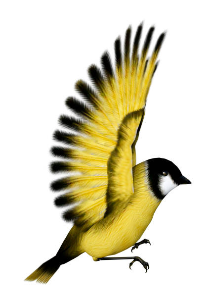 istock 3D illustration songbird goldfinch on white 1060881410