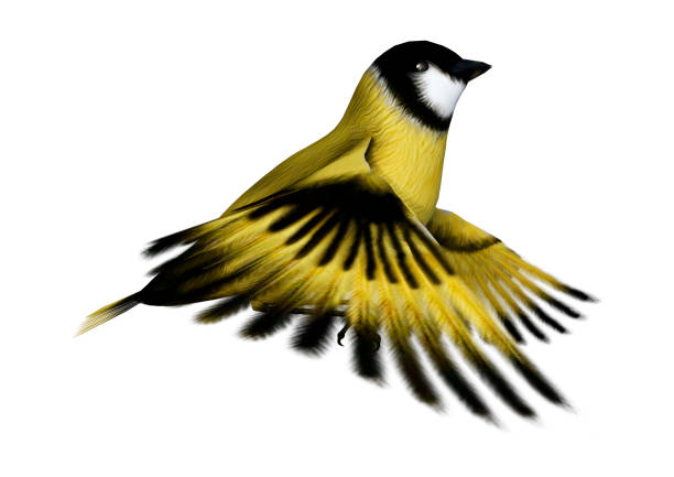 istock 3D illustration songbird goldfinch on white 1060881416