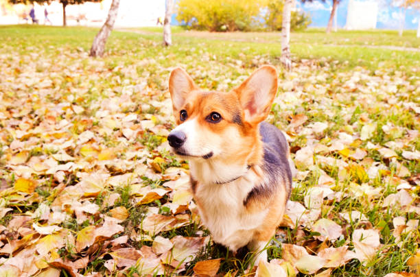 istock Corgi dog having fun and playing outside in park on beautiful fall afternoon. 1060886488