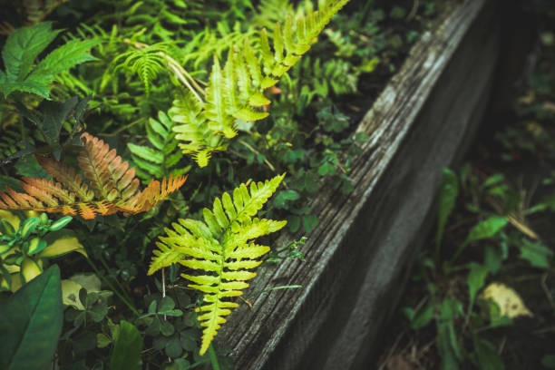 istock Beautiful fern leaves in the forest 1060886580