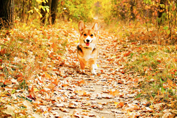 istock Corgi dog having fun and playing outside in park on beautiful fall afternoon. 1060886616