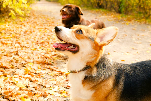 istock Corgi dog having fun and playing outside in park on beautiful fall afternoon. 1060886680
