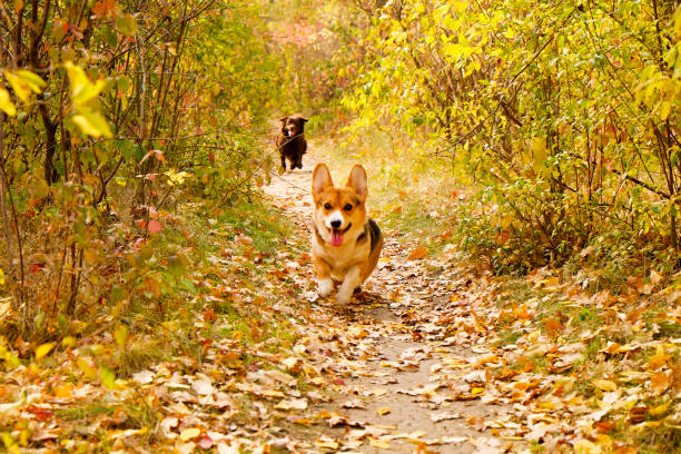 istock Corgi dog having fun and playing outside in park on beautiful fall afternoon. 1060886734