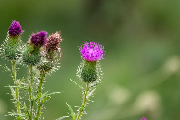 istock Bull Thistle Flower in Bloom 1060886774