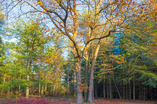istock Forest in autumn colors in sunlight at fall 1060886818