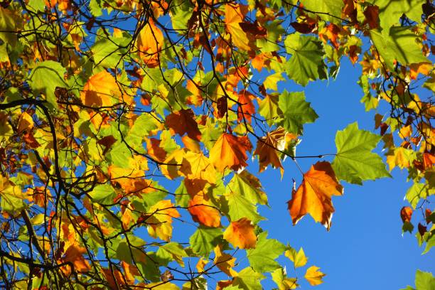 istock Colourful Autumn Leaves. 1060886886