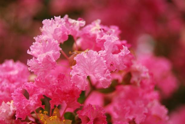 istock Flowers at Alhambra Gardens, Granada 1060887158