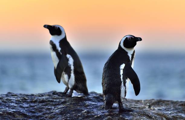 istock The African penguins at sunset 1060893208