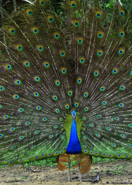 istock Portrait of beautiful peacock with feathers out. 1060896184