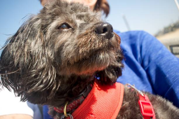 istock Young dog enjoying beach in owner’s arms 1060896582