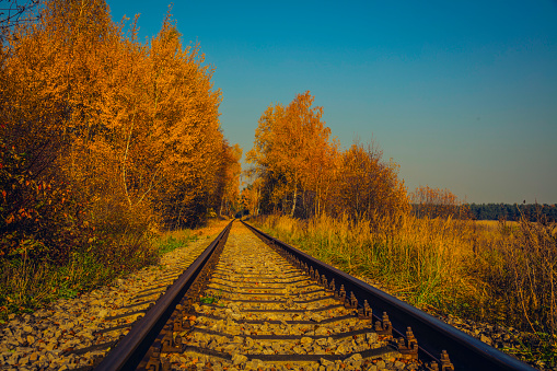 Railroad Tracks In Autumnal forest