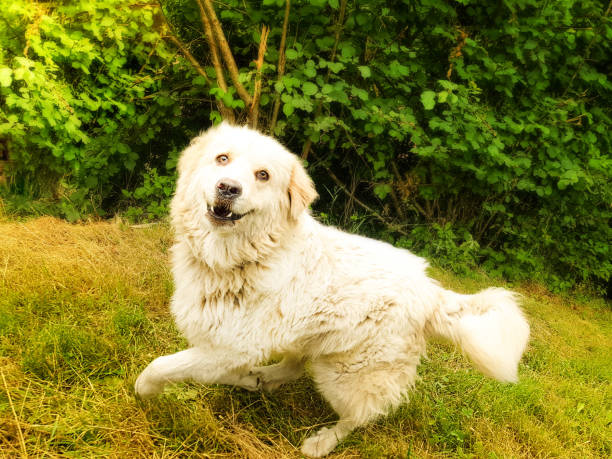 istock A big cheerful Great Pyrenees dog runs . 1060900334