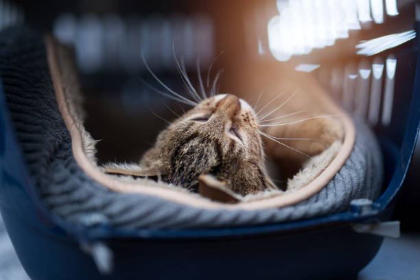 young rayé chaton pose dans un porte-bébé. - panier de voyage photos et images de collection