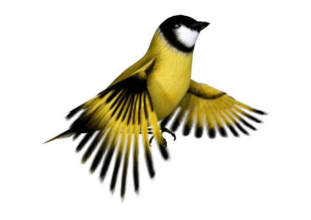 istock 3D illustration songbird goldfinch on white 1060902844