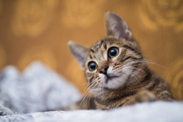 Very beautiful gray domestic kitten