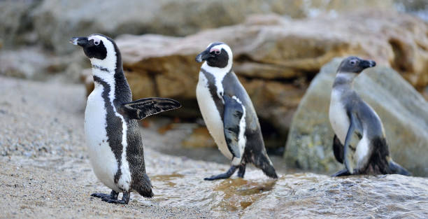 istock The African penguins 1060903360