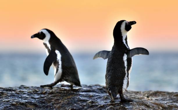 istock The African penguin on the shore in  evening twilight 1060903392
