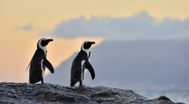 istock The African penguin on the shore in  evening twilight 1060903440