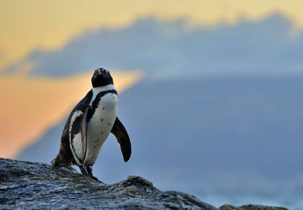 istock The African penguin on the shore in  evening twilight 1060903568