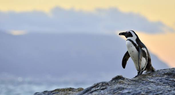 istock The African penguin on the shore in  evening twilight 1060903578