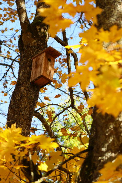 istock Birdhouse on tree in autumn park 1060904334