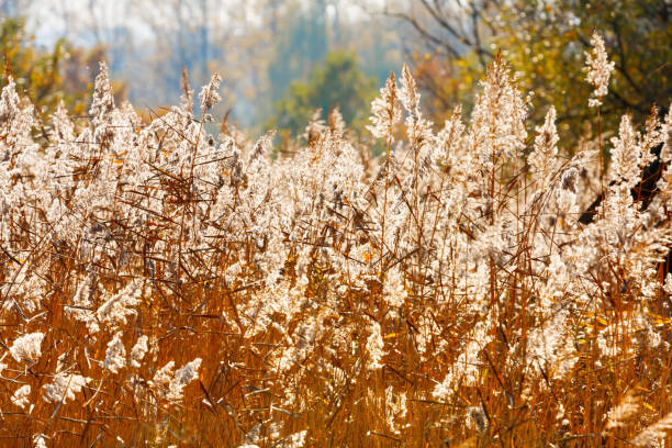 istock Bright autumn grass lit by the sun (latin name Saccharum spontaneum). Background image 1060907166