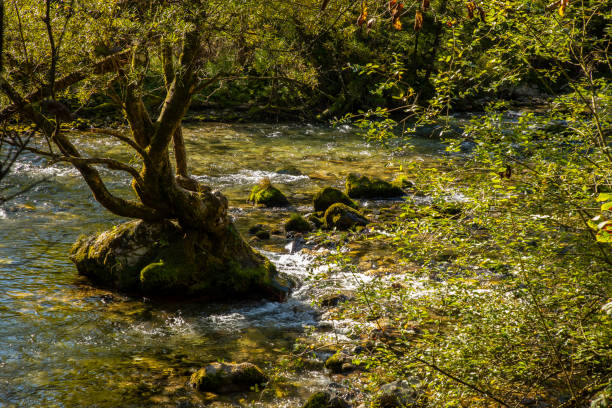 Slovenia's Vintgar Gorge