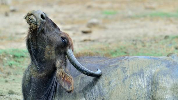 istock Close up portrait of Water buffalo. 1060907304