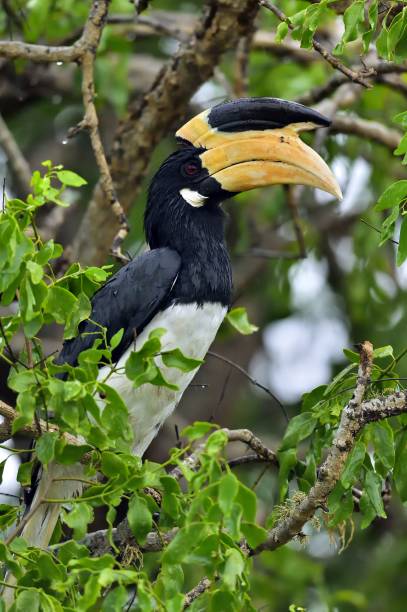 istock The Malabar pied hornbill. 1060909958
