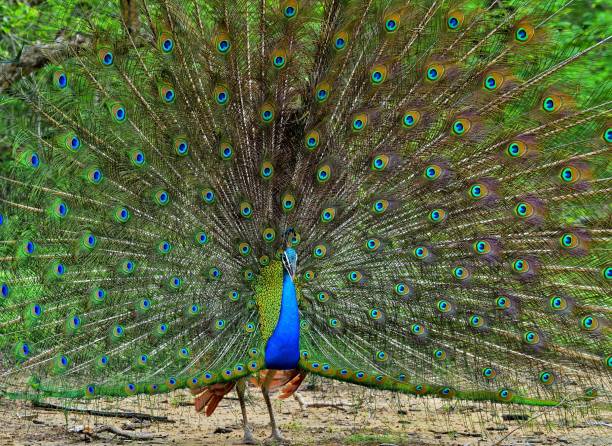 istock Portrait of beautiful peacock with feathers out. 1060910372