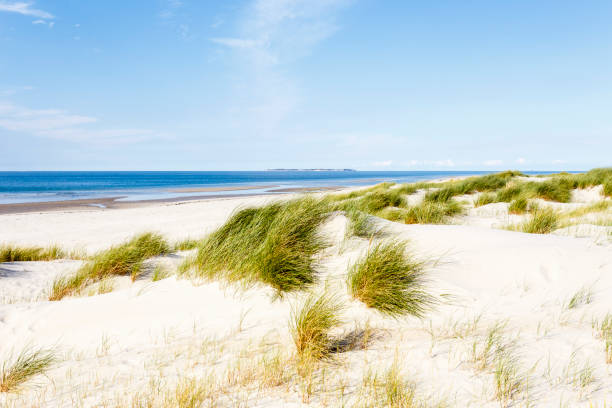 beach with dunes on Amrum, North Frisian Island, Germany beach with dunes on Amrum, North Frisian Island, Germany amrum stock pictures, royalty-free photos & images