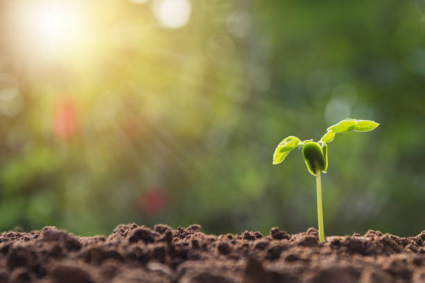 istock Green young plant growing in soil on nature background 1060910634