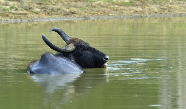 istock Refreshment of Water buffalo. 1060912134
