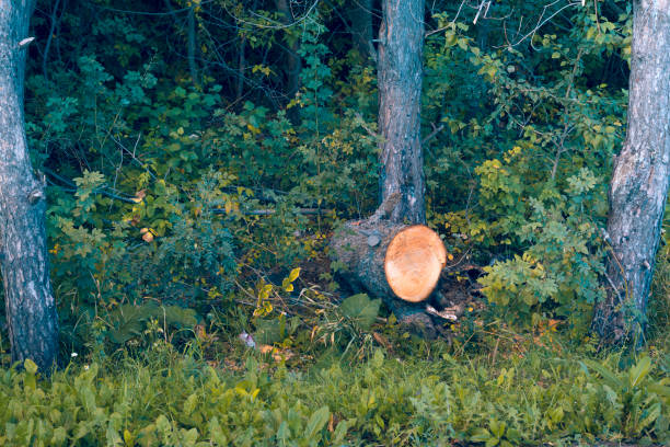 istock Folded pine trunk of a tree with annual rings 1060912664