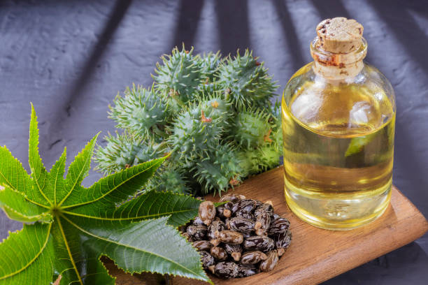 istock beans and castor oil on the black table 1060913300