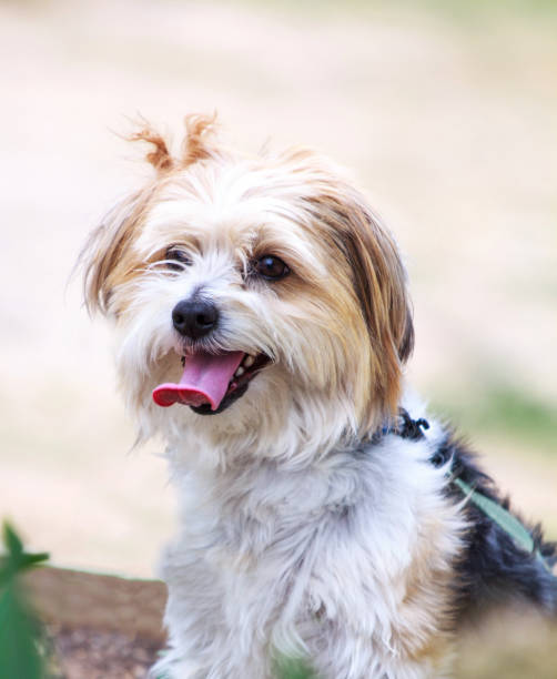 istock Cute dog portrait outdoors in nature 1060915122