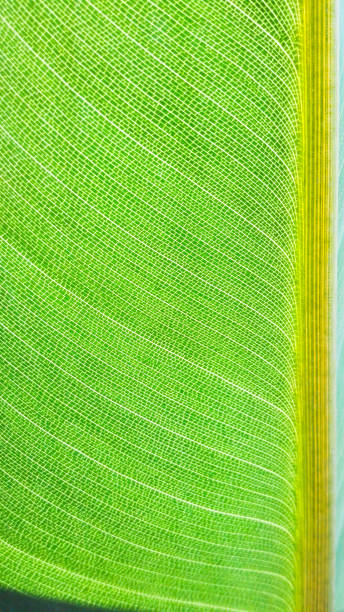 istock The green leaf with texture of perfect curves 1060915542
