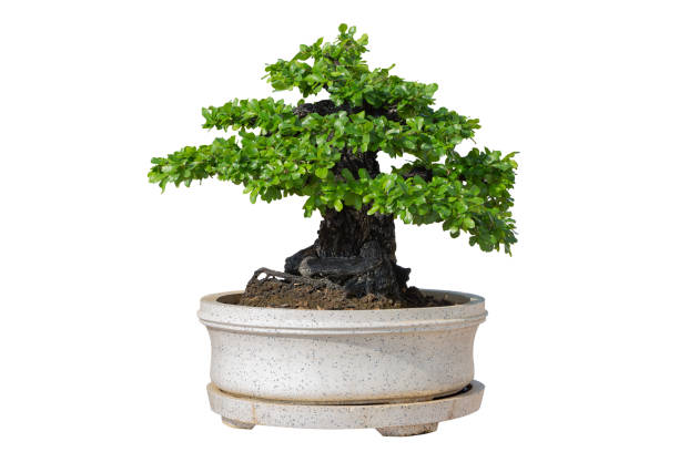 istock Bonsai tree isolated on white background. Its shrub is grown in a pot or ornamental tree in the garden. 1060915962