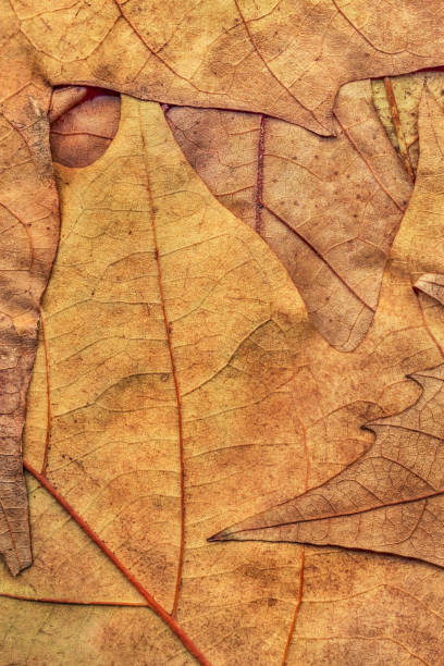 istock Autumn Dry Maple Leaves Background Texture 1060918188