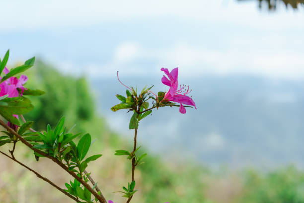 istock A pink flowers beautiful  at MonJam,ChiangMai Thailand. 1060919744