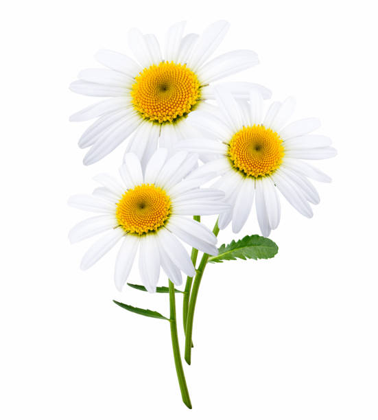 istock Bouquet of chamomile flowers isolated on white background 1060920322